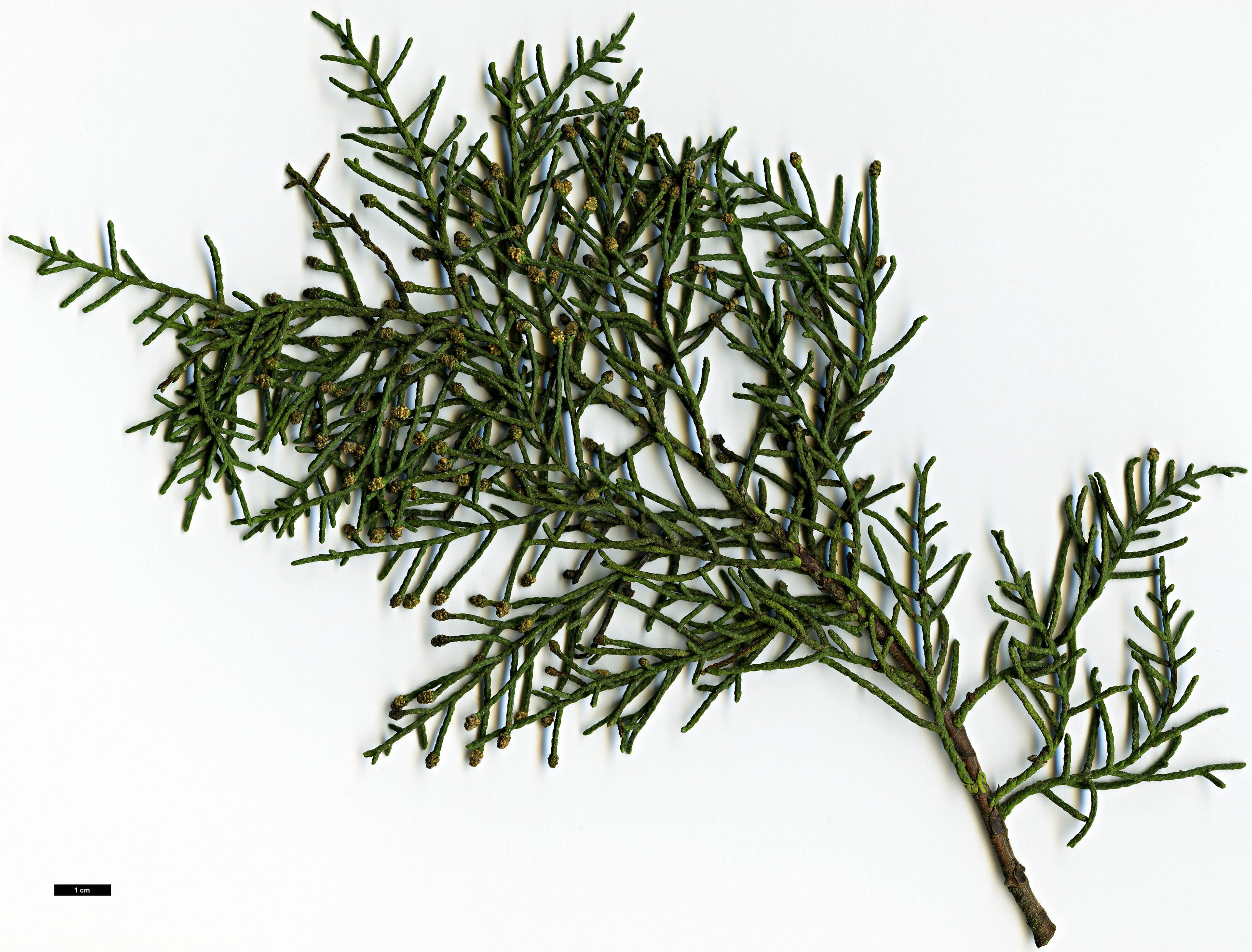 High resolution image: Family: Cupressaceae - Genus: Cupressus - Taxon: bakeri - SpeciesSub: subsp. matthewii